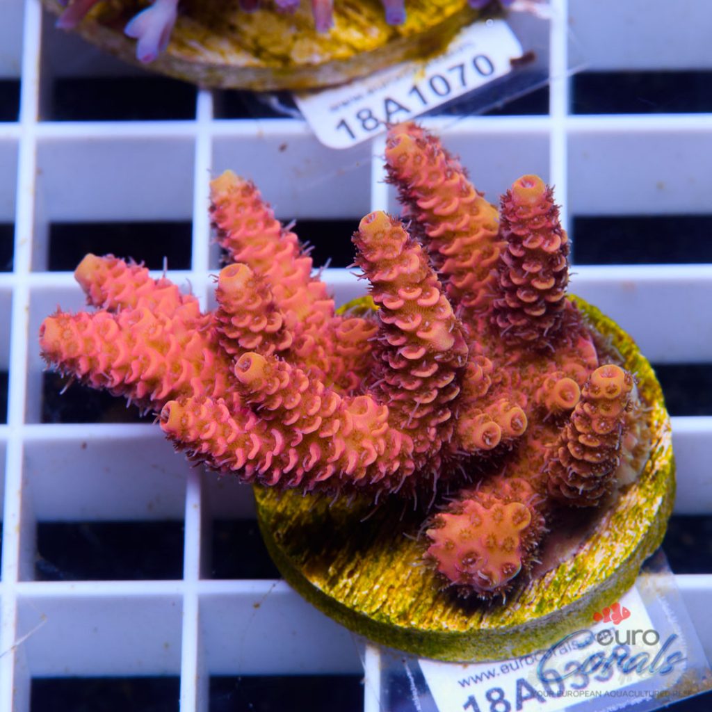 EC Pink Lemon Head Mille