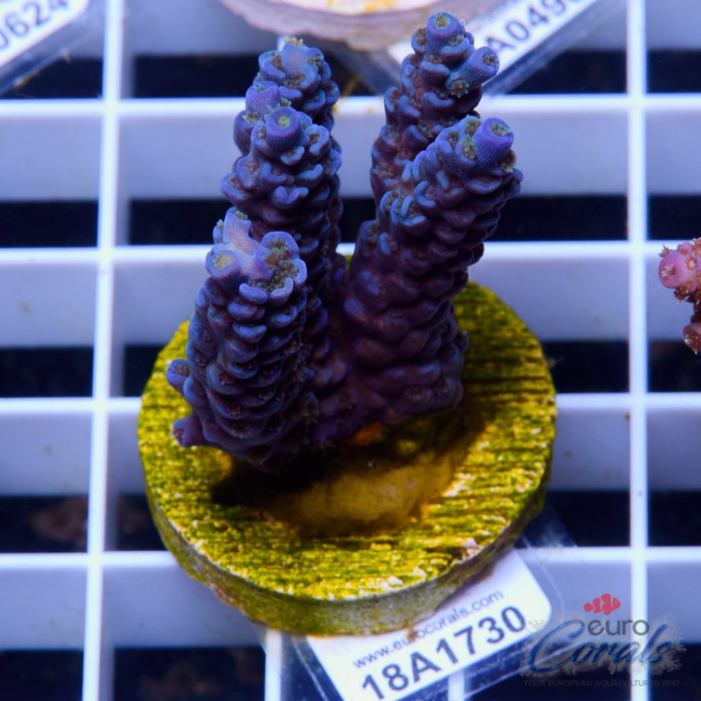 EC Blue Deep Ultimate Tenuis LIMITED