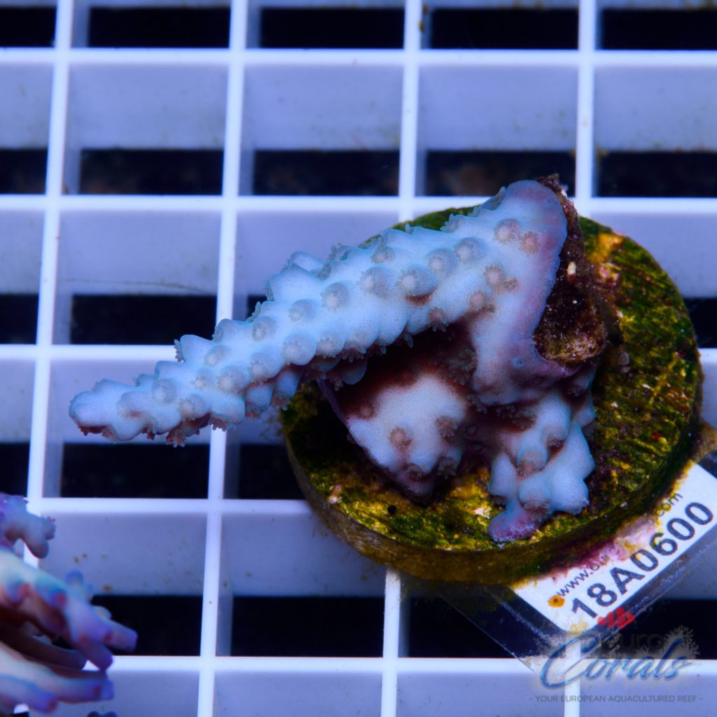 EC Blue Papa Smurf