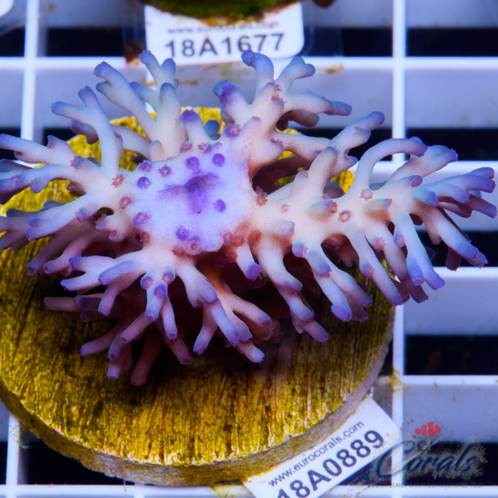 EC Icefire Echinata Ultra