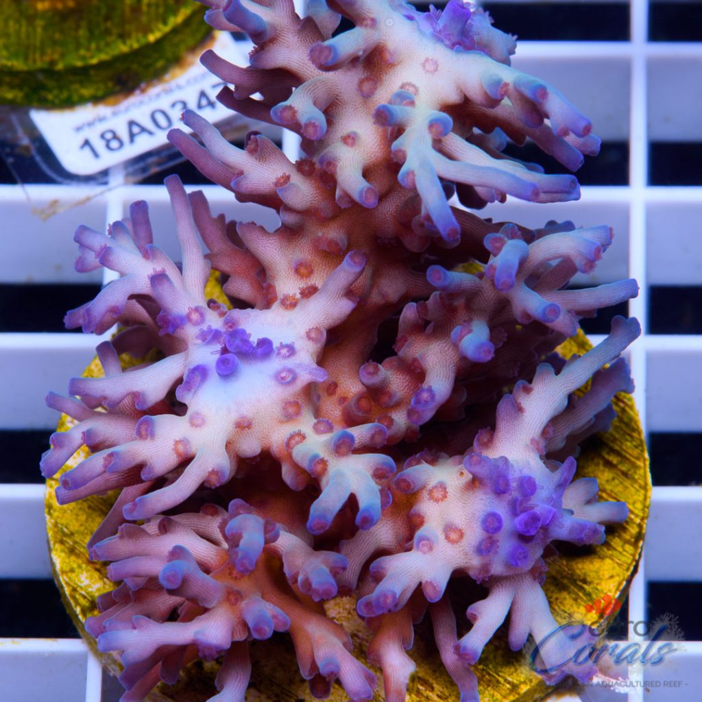 EC Icefire Echinata Ultra