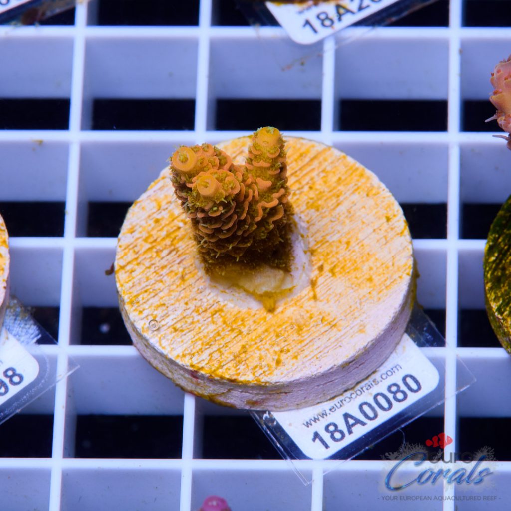 EC Barsoom Acro LIMITED