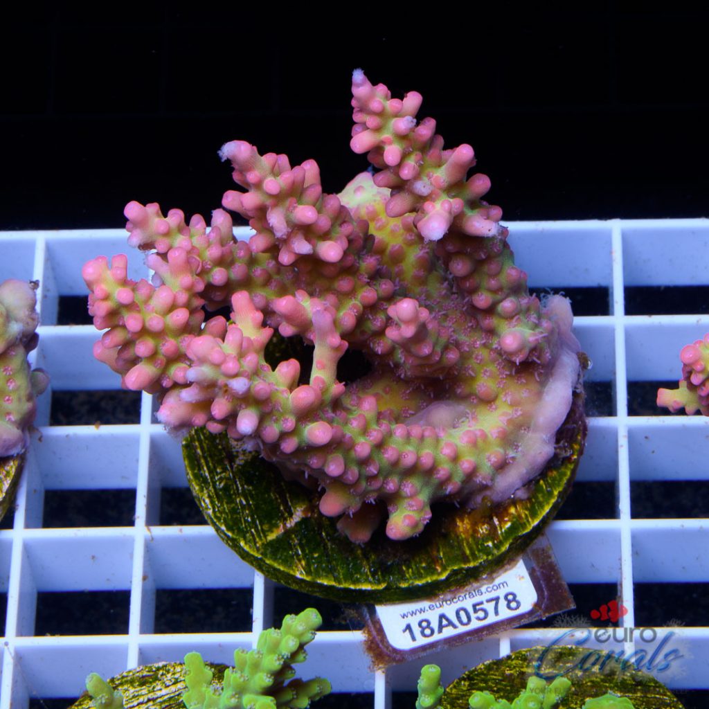 EC Raspberry Shortcake