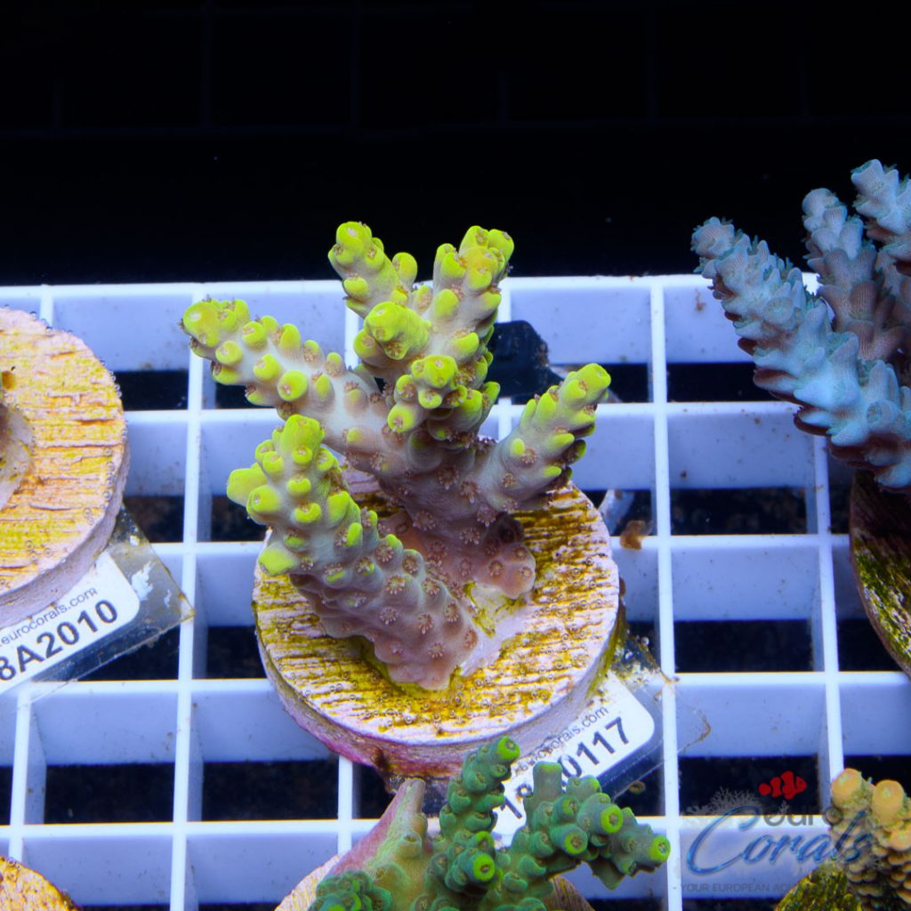 EC Ultra Yellow Dumbo Acro