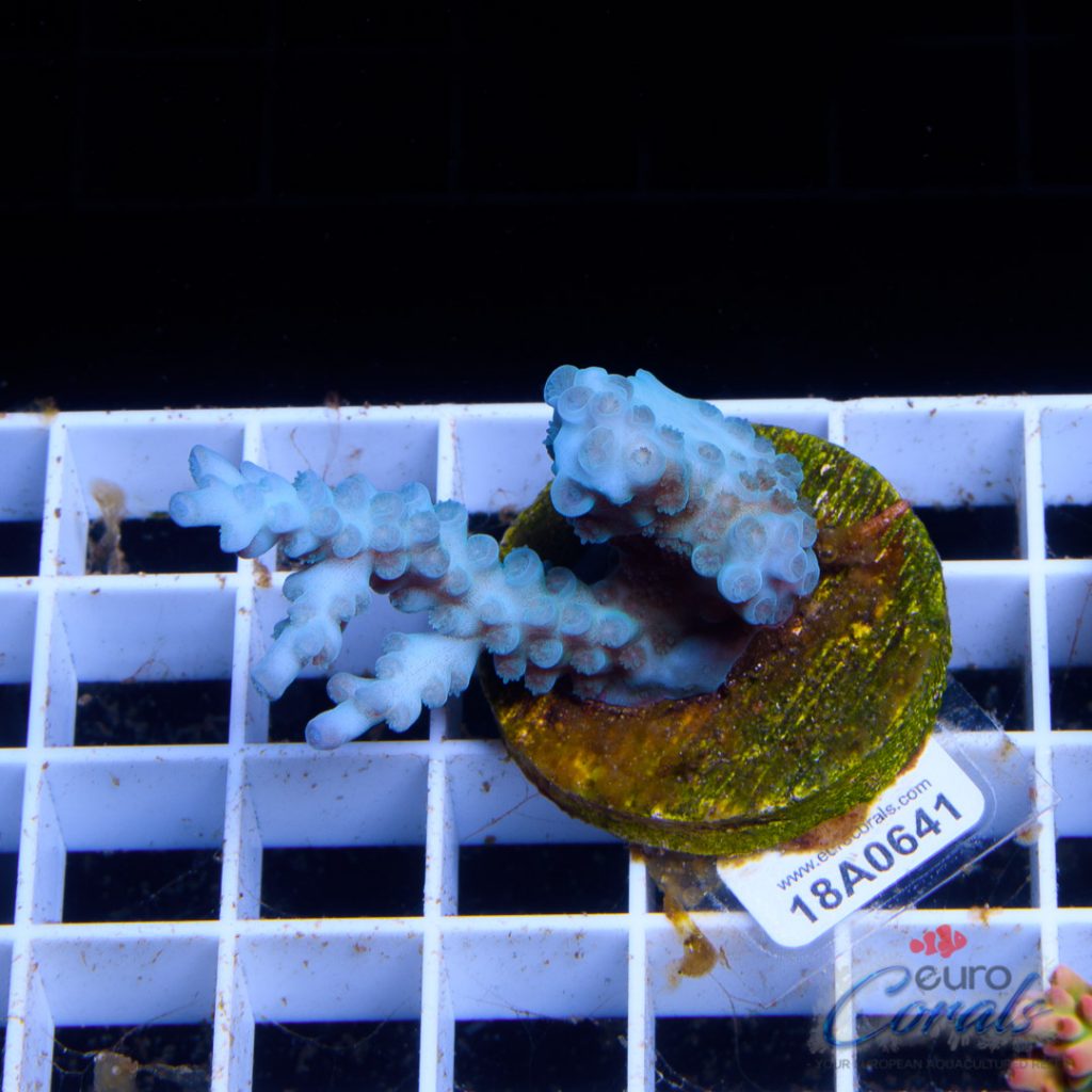 EC Blue Papa Smurf
