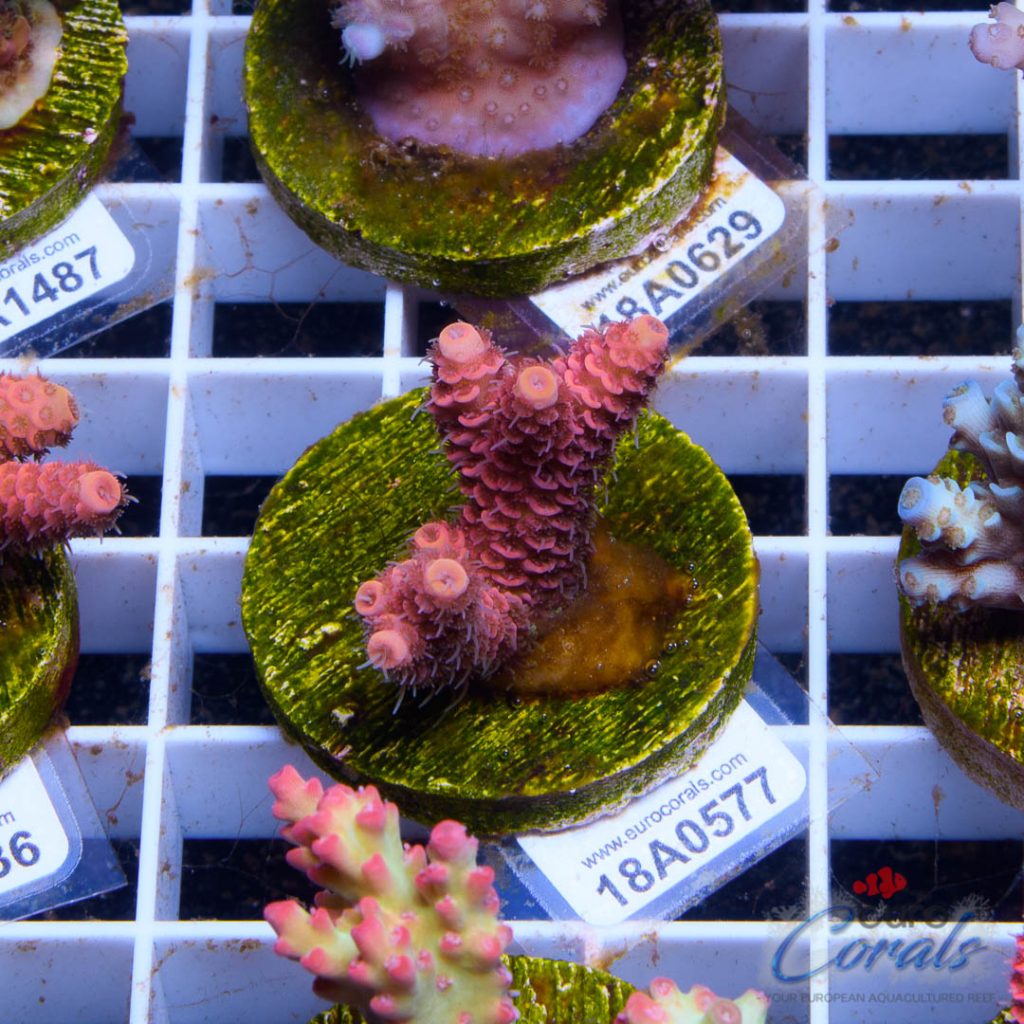 EC Pink Lemon Head Mille