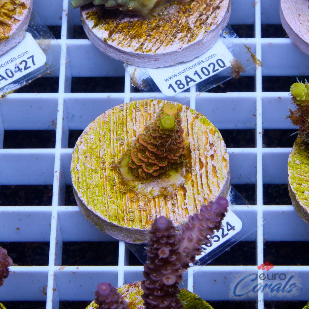EC Barsoom Acro LIMITED