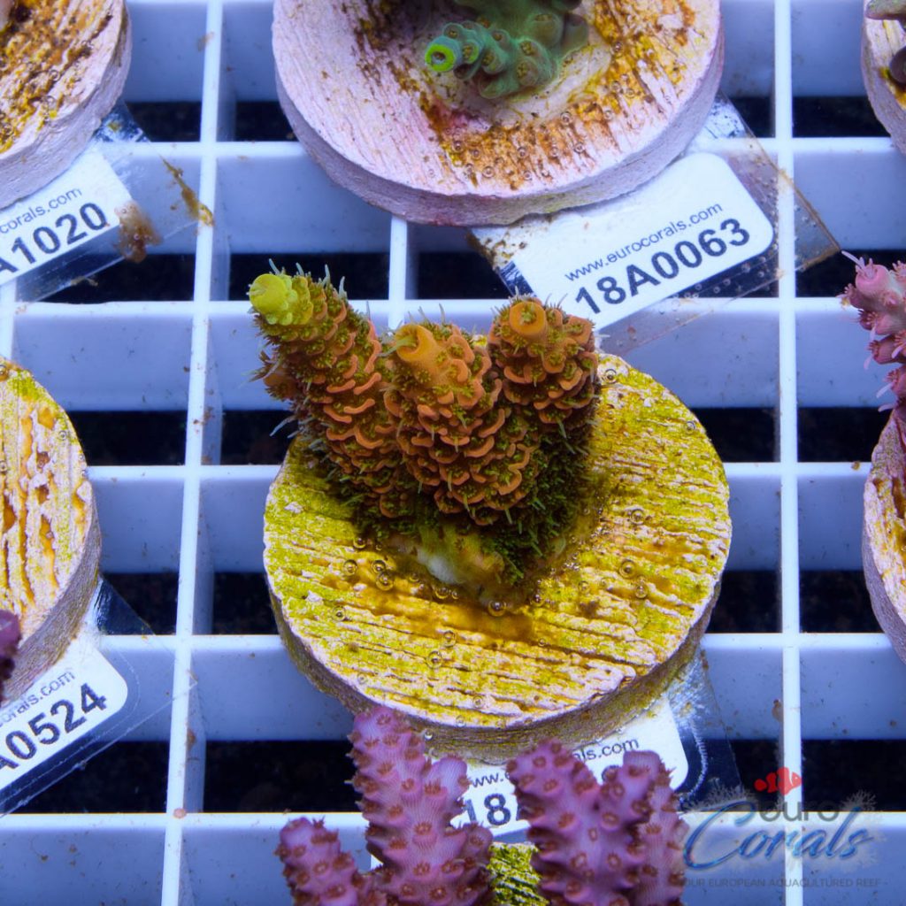 EC Barsoom Acro LIMITED