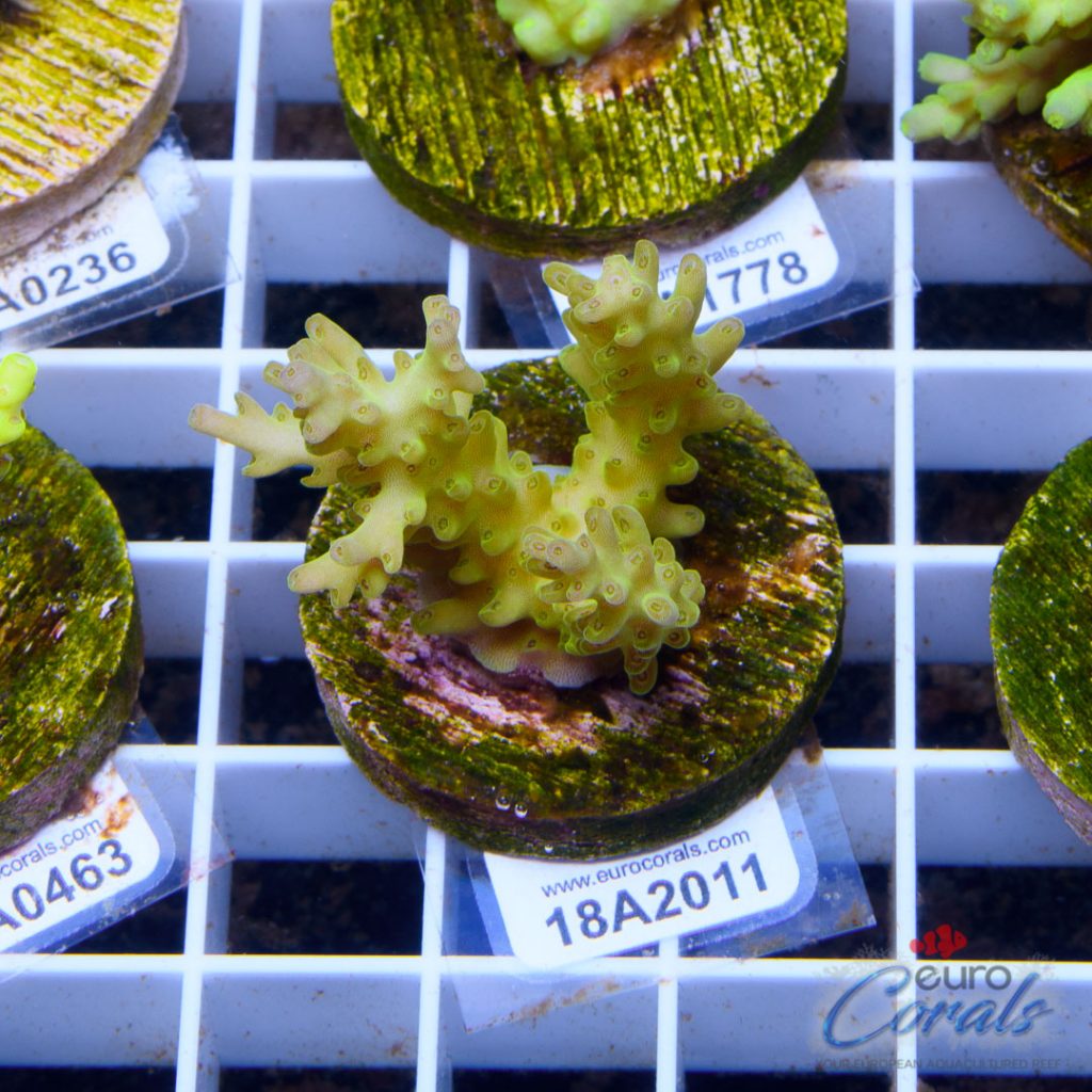 EC Yellow cake Acro