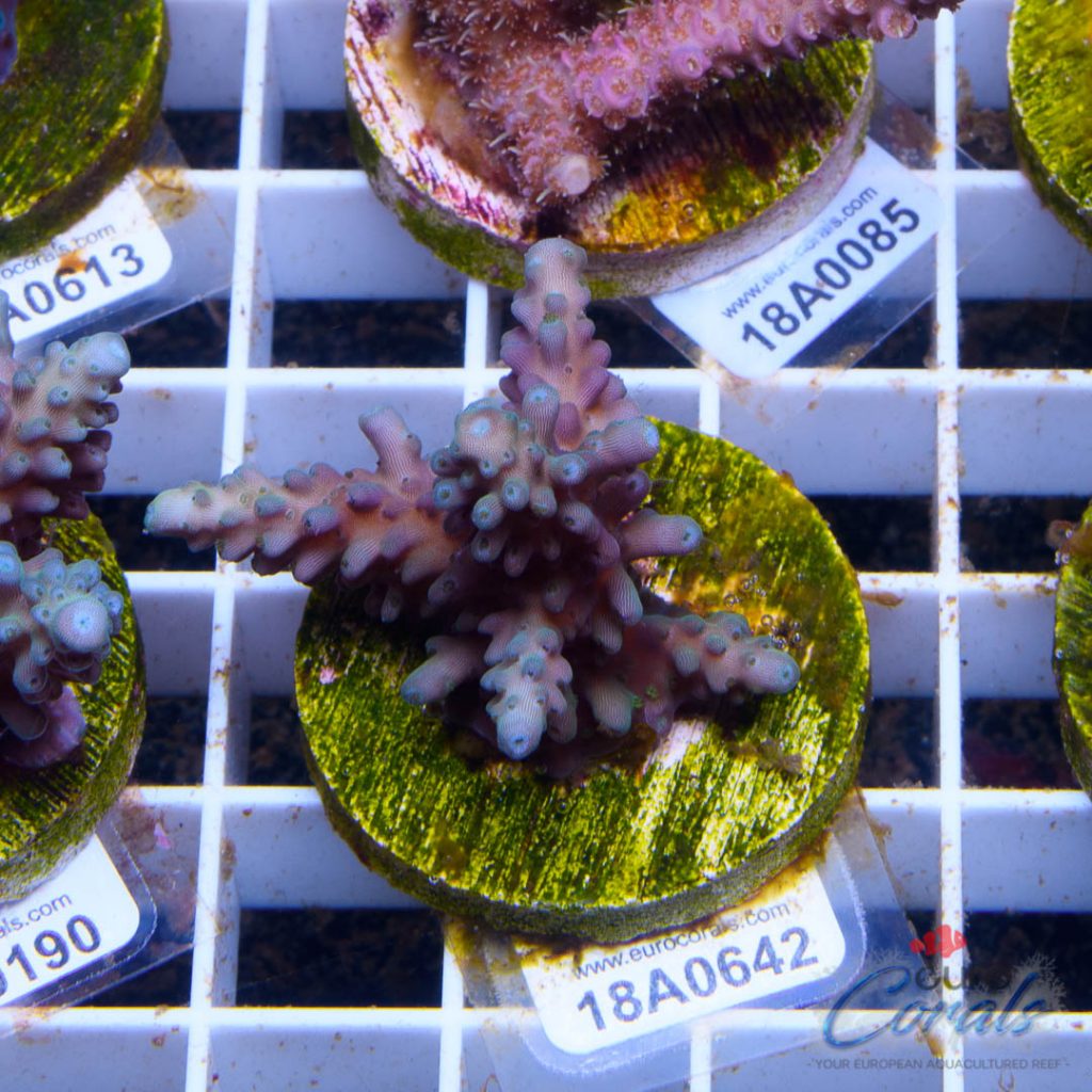 EC Blue Purple Tort Acro