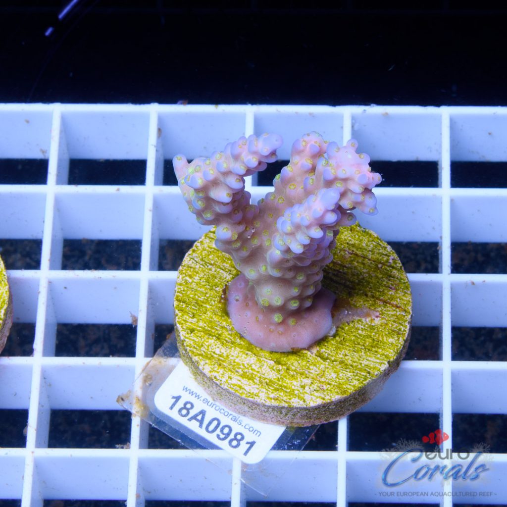 EC Yellow Polips Bubblebath Unicorn