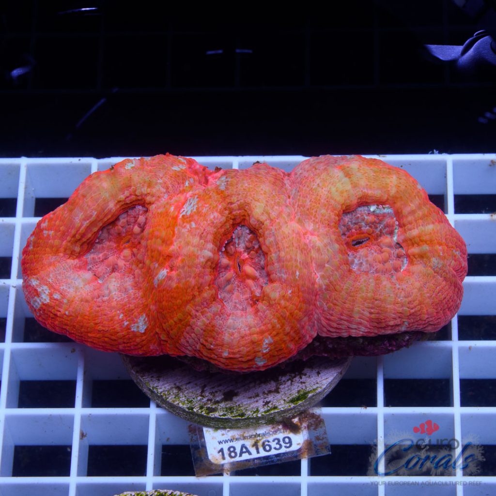 EC Ultra Grafted Blue/Red Bowerbanki