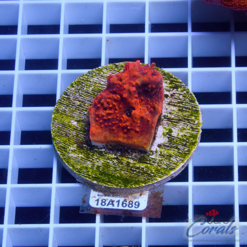 EC Hot Lava Red Chalice