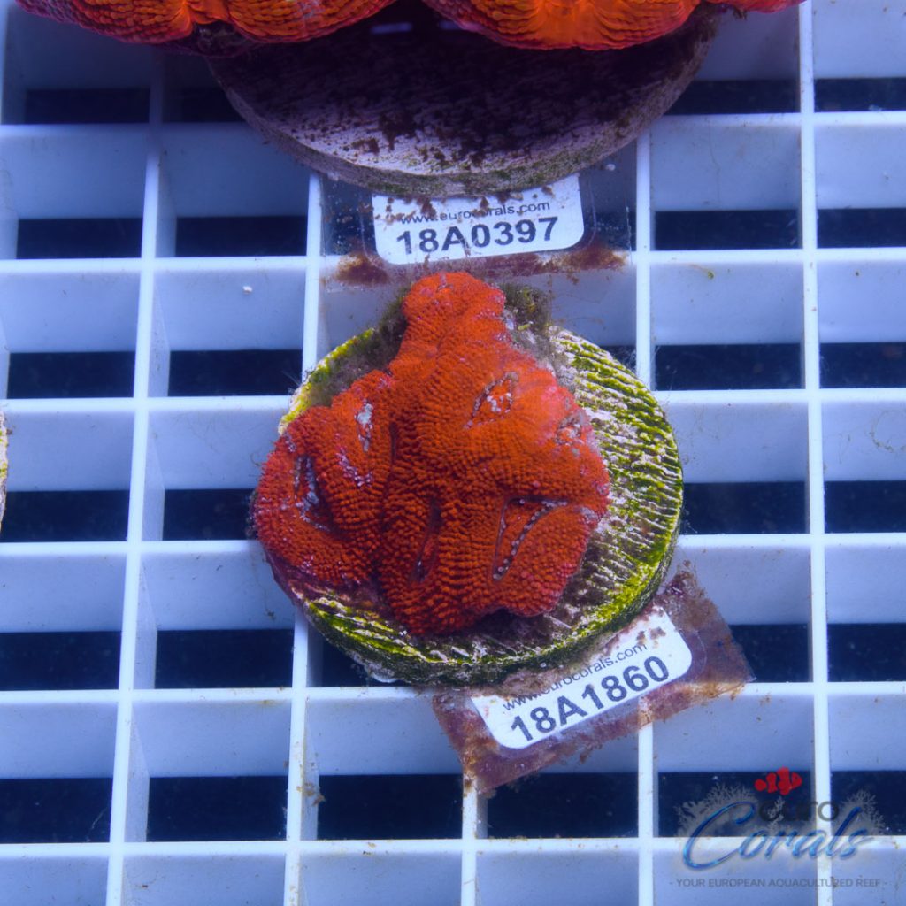 EC Super Red Grafted Micromussa