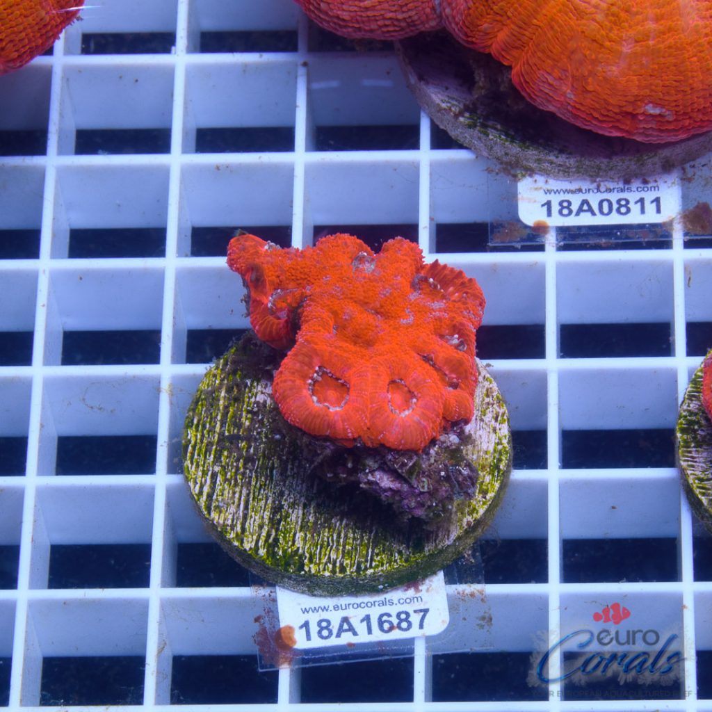 EC Super Red Grafted Micromussa