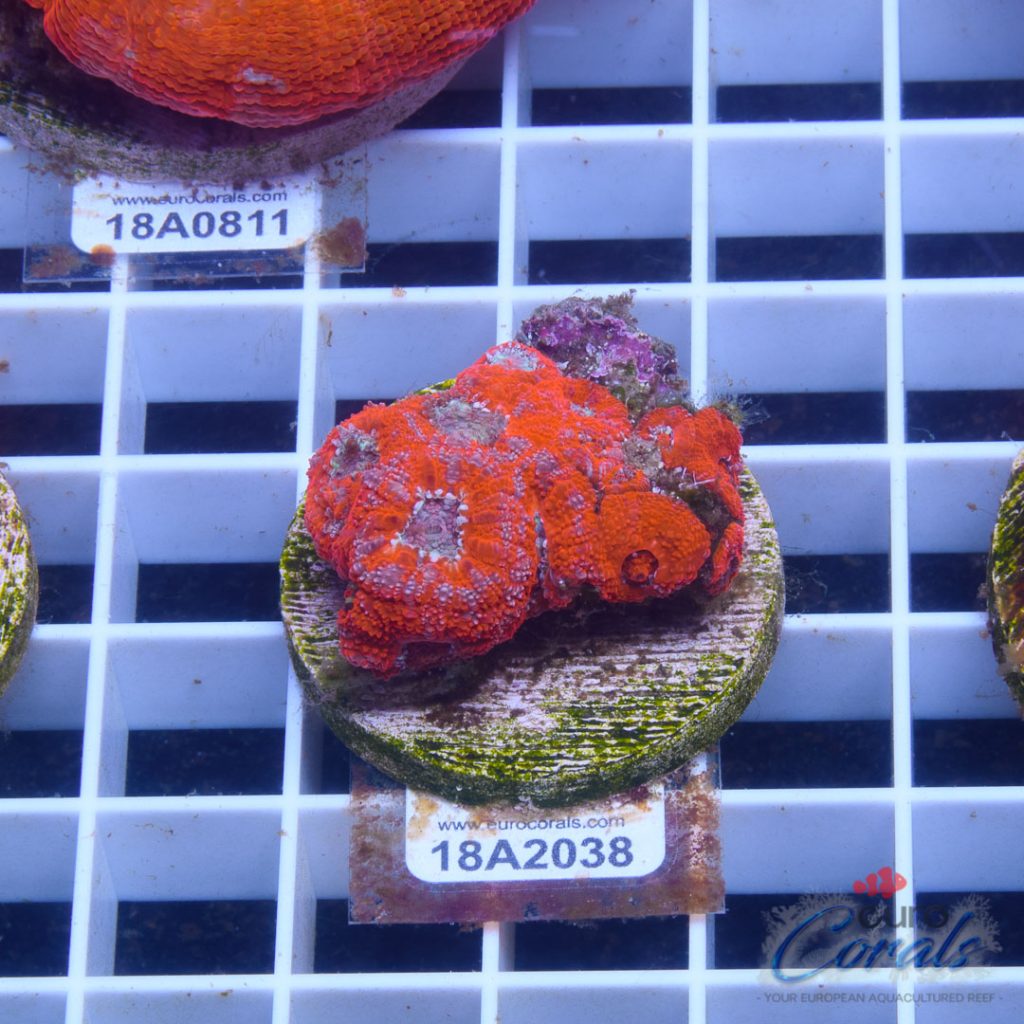 EC Super Red Grafted Micromussa