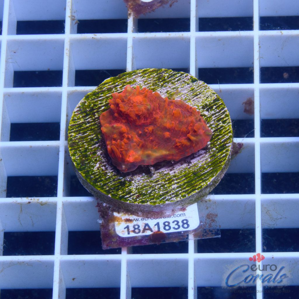 EC Hot Lava Red Chalice