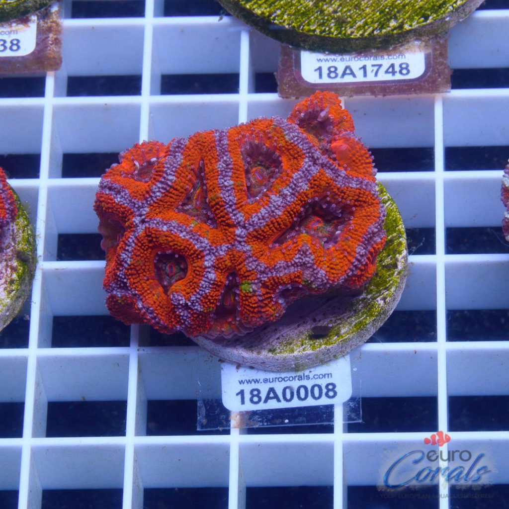 EC Ultra Striped Rainbow Aussie Lord