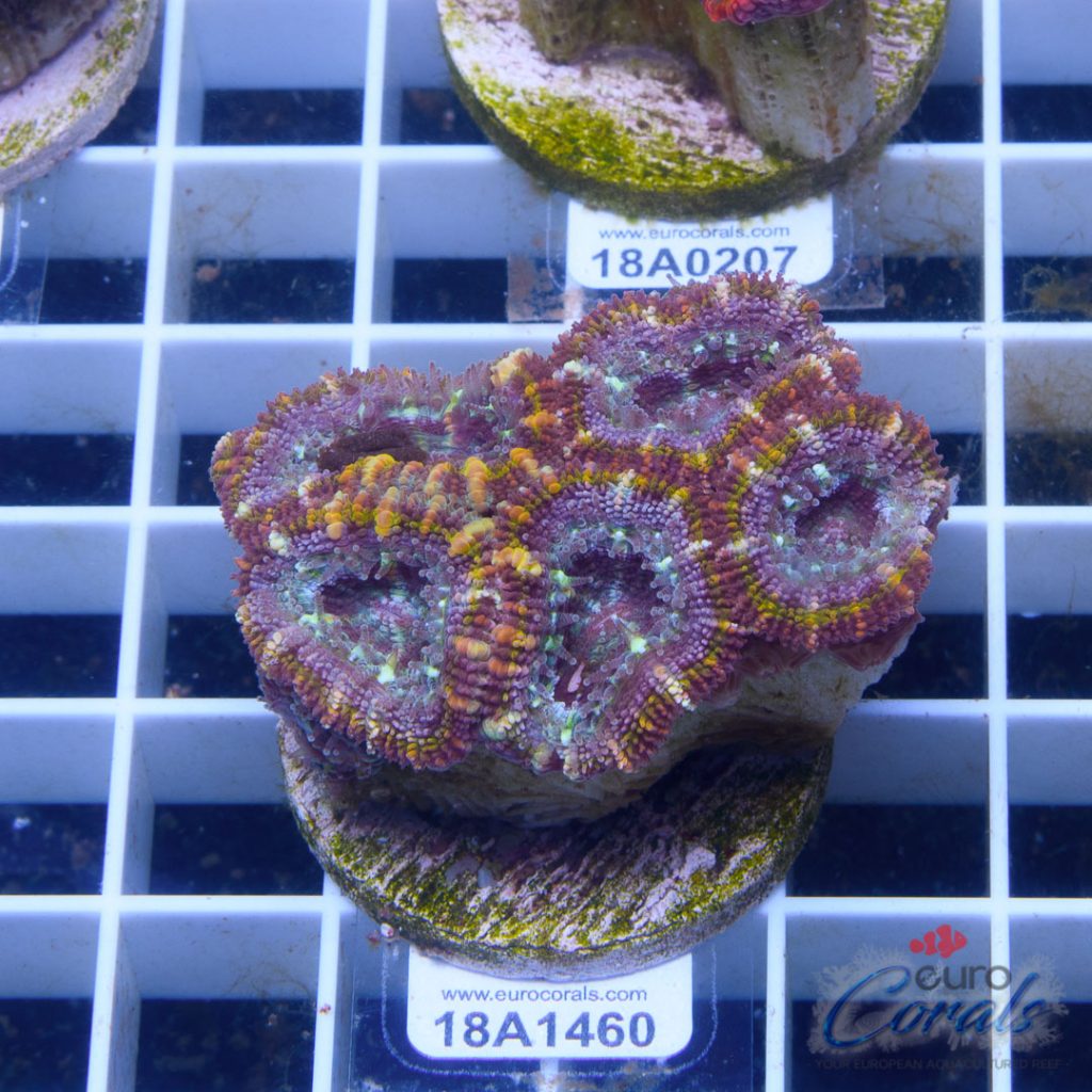EC Bubblicious Strip Aussie Lord