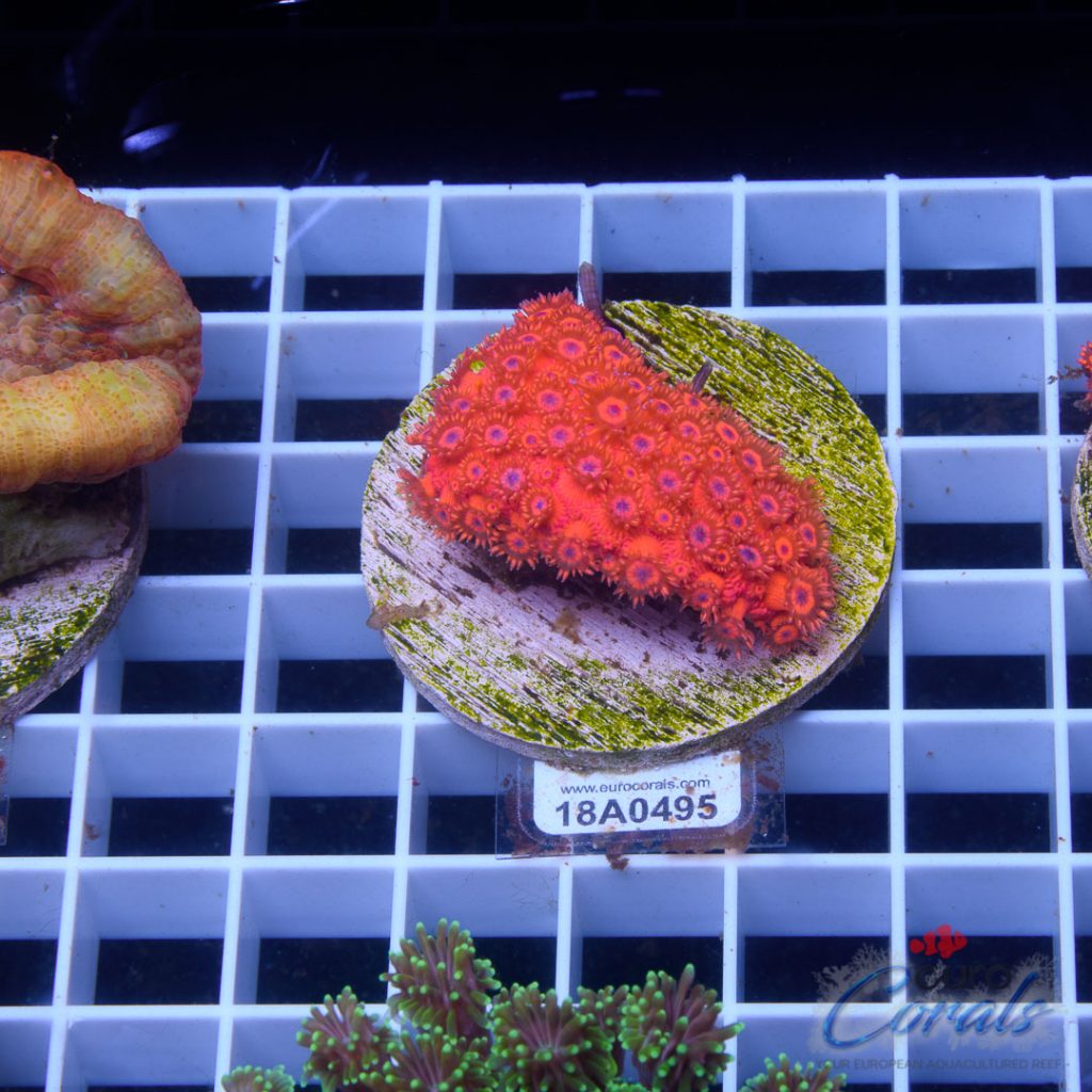 EC Goniopora Jewel Red Blue Dot