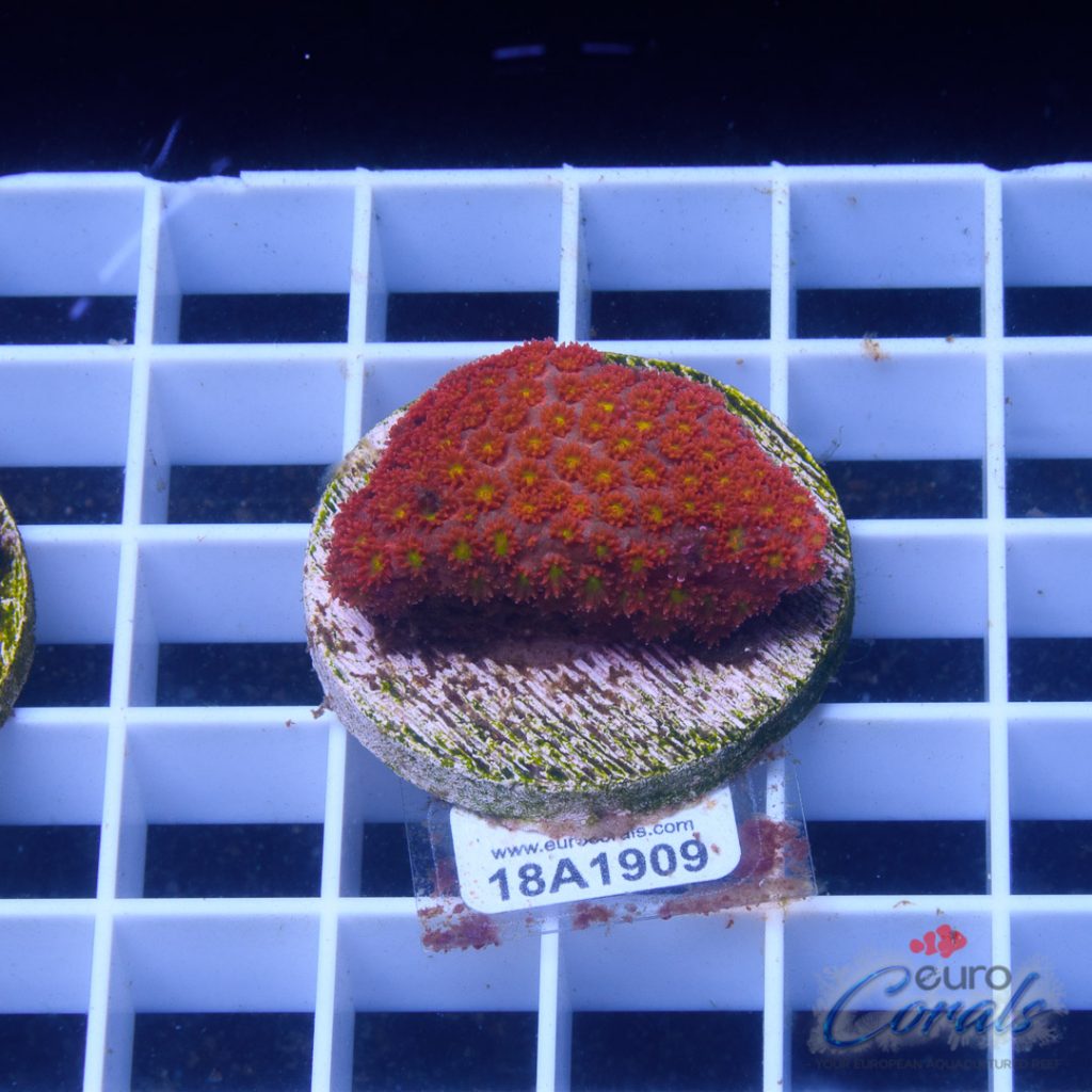 EC Rainbow Yellow Center Goniopora