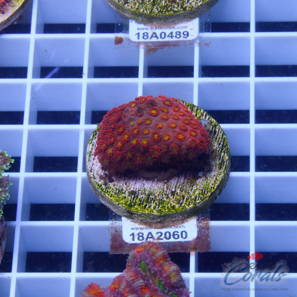 EC Rainbow Yellow Center Goniopora