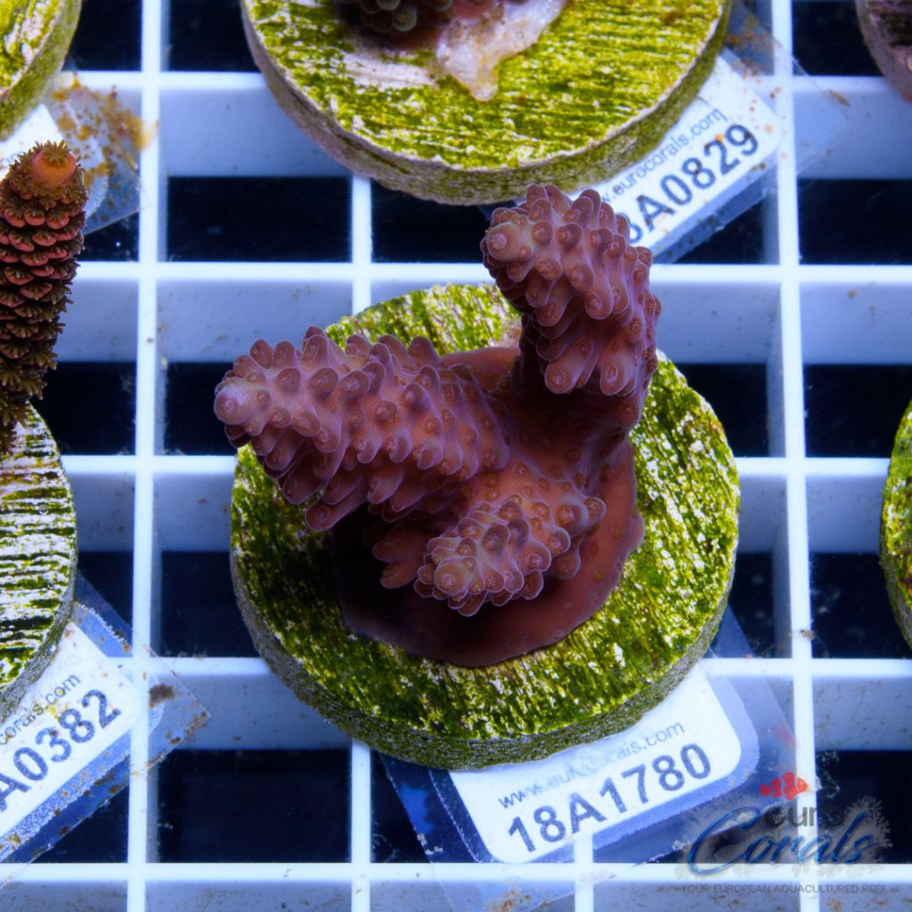 Ultra Premium Acropora Frag Pack - Image 5
