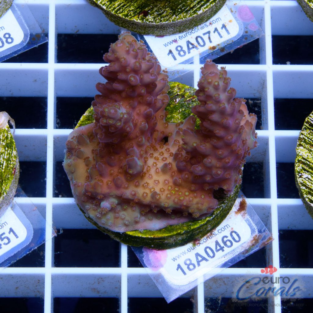 Ultra Premium Acropora Frag Pack - Image 5