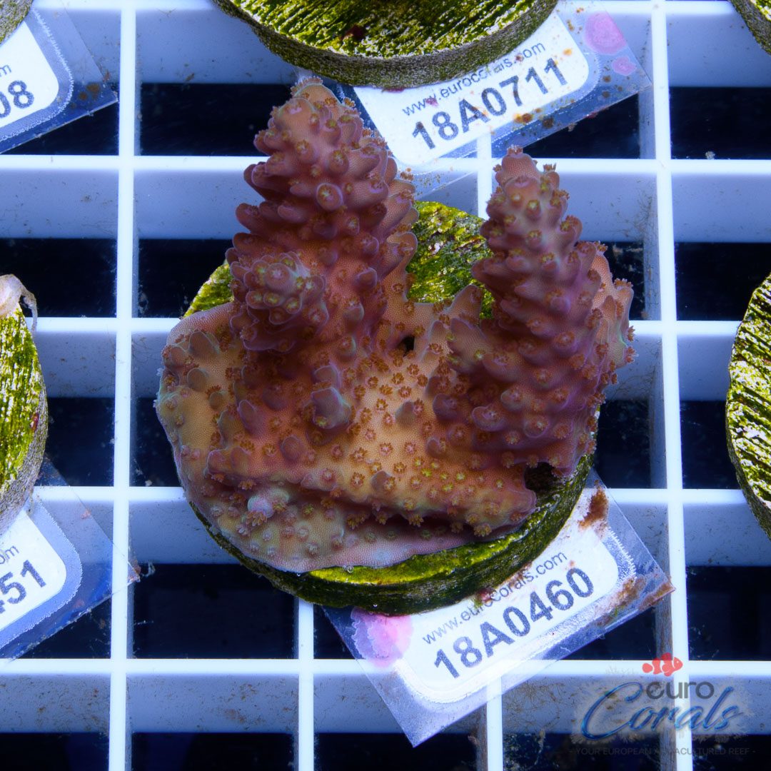 Ultra Premium Acropora Frag Pack – Bild 5