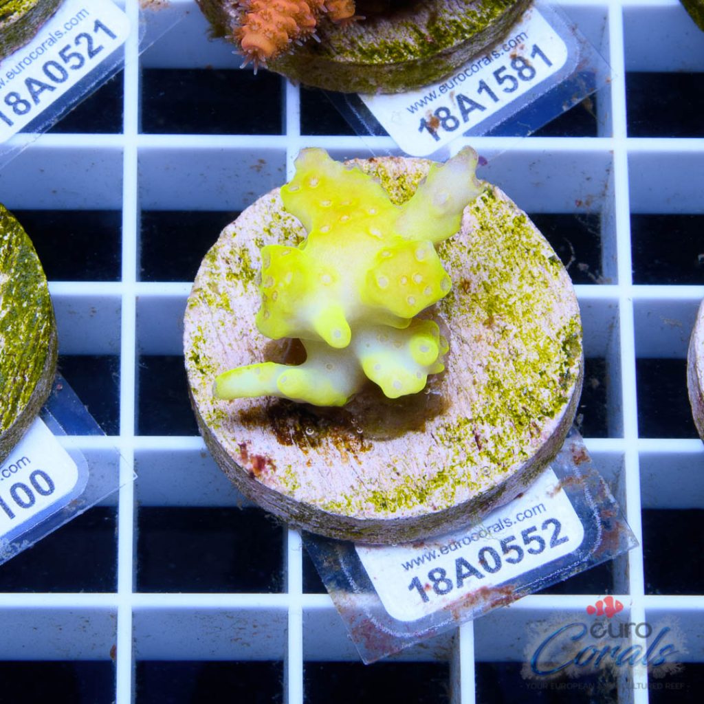 Ultra Premium Acropora Frag Pack - Image 4