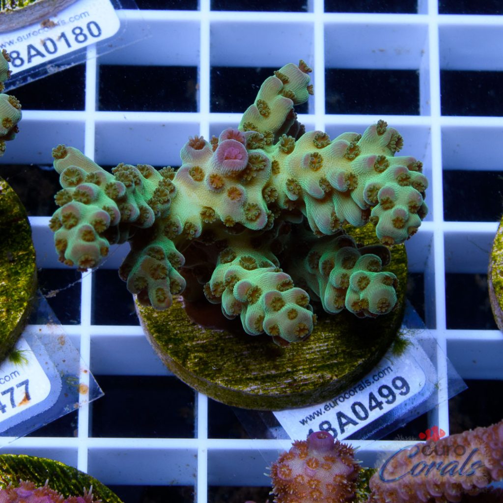 Ultra Premium Acropora Frag Pack - Image 4