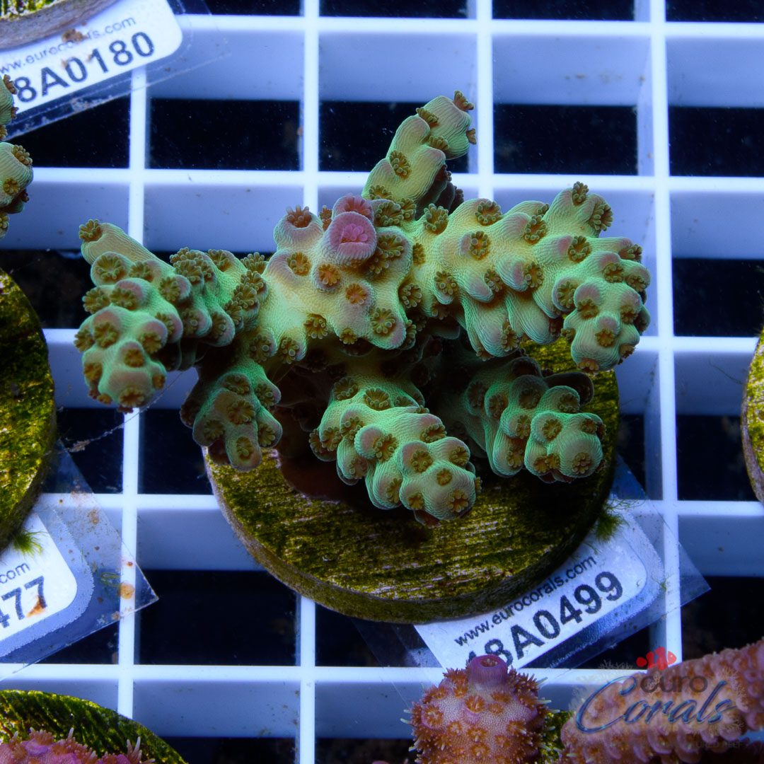 Ultra Premium Acropora Frag Pack – Bild 4