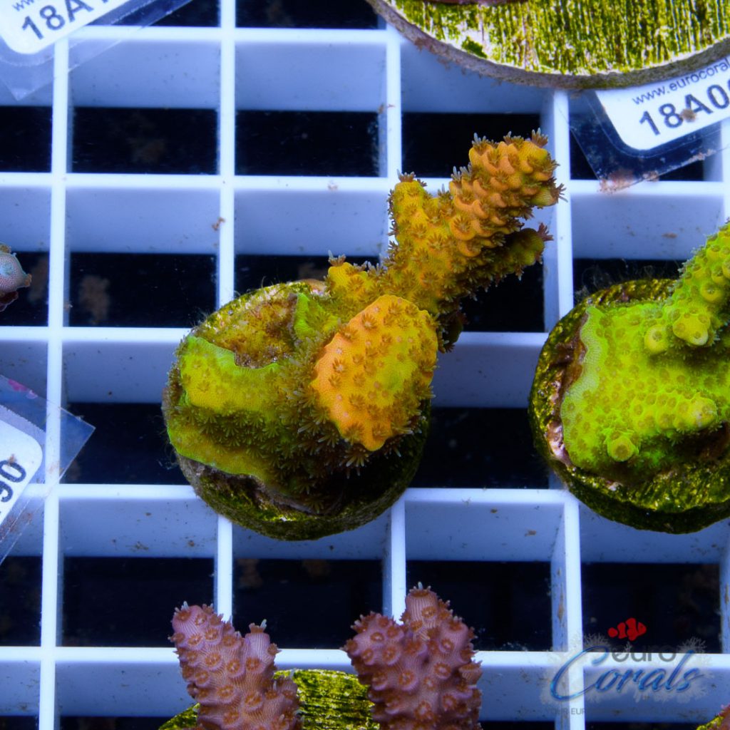 Ultra Premium Acropora Frag Pack - Image 5