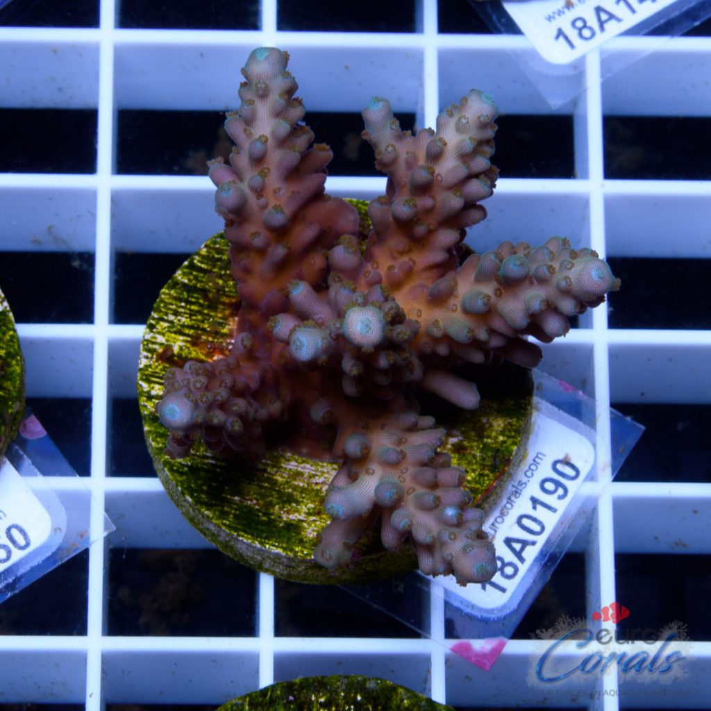 EC Purple/Blue Tort Acro