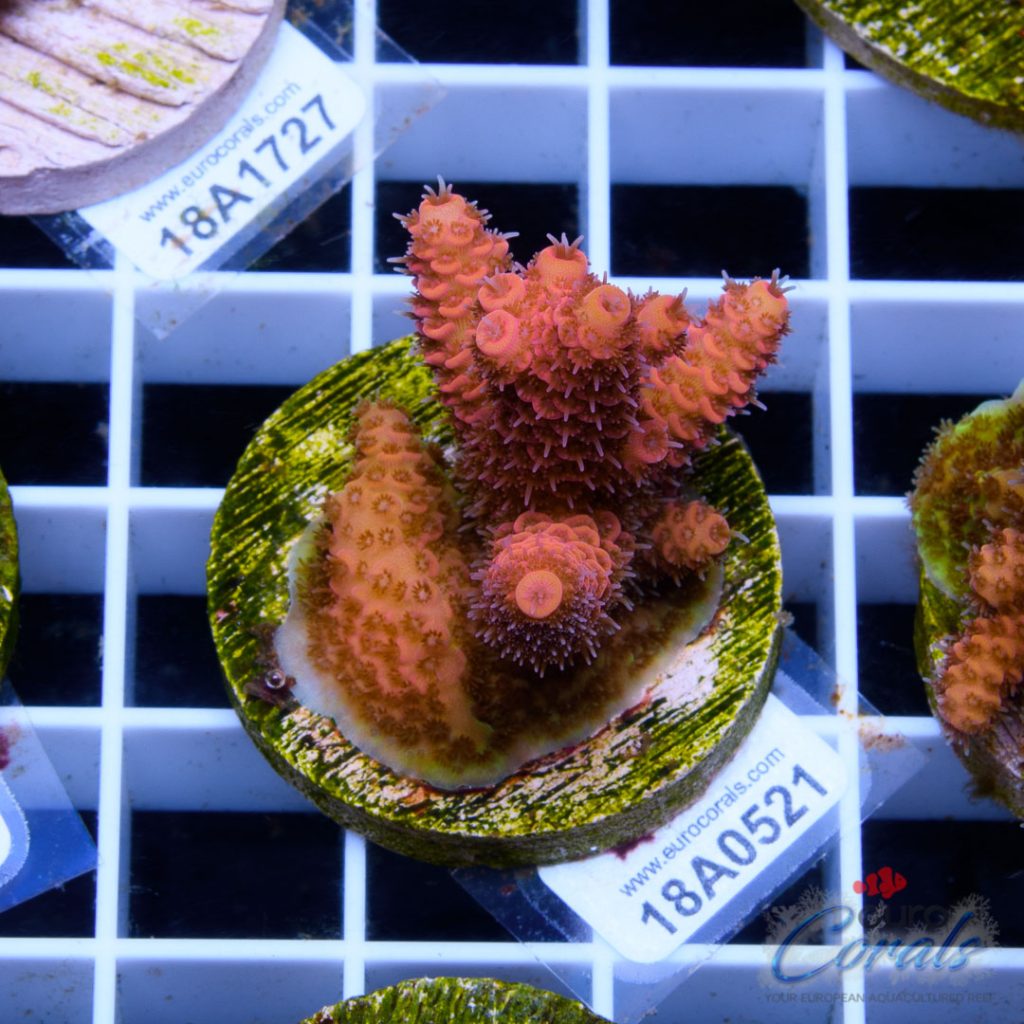 Ultra Premium Acropora Frag Pack - Image 4