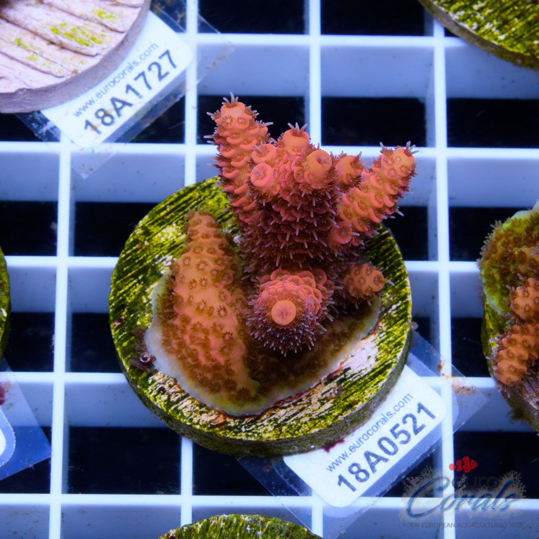 Ultra Premium Acropora Frag Pack – Bild 4