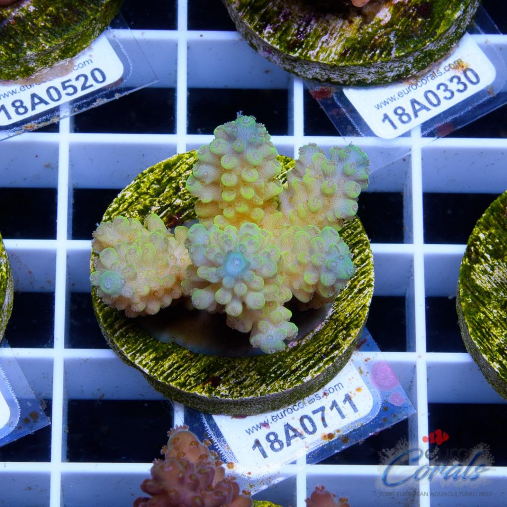 Ultra Premium Acropora Frag Pack - Image 3