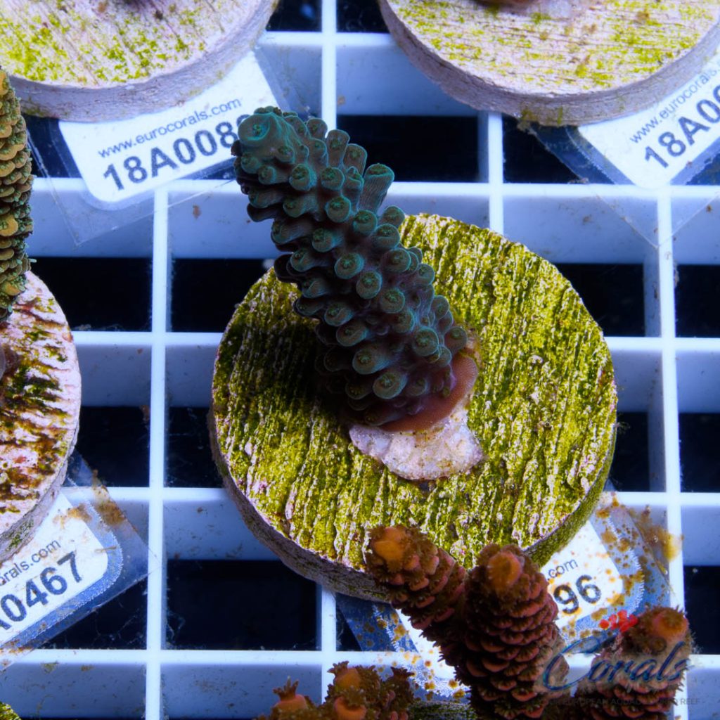Ultra Premium Acropora Frag Pack - Image 3