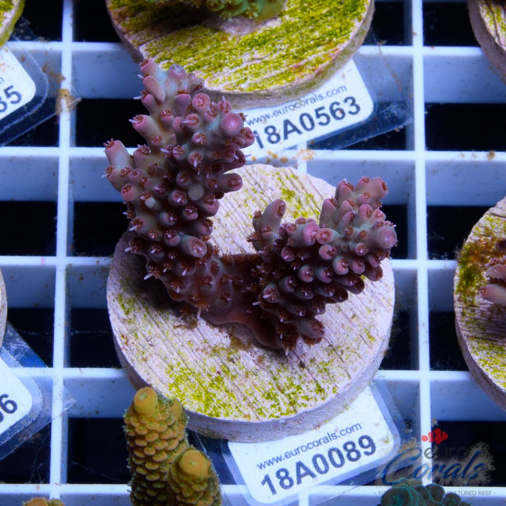 Ultra Premium Acropora Frag Pack - Image 2