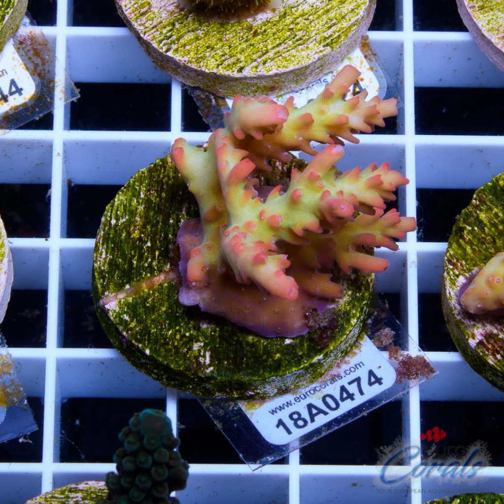 Ultra Premium Acropora Frag Pack - Image 3