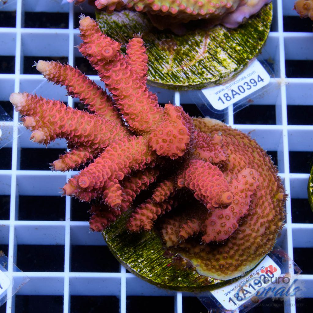 EC Pink Lemon Head Mille