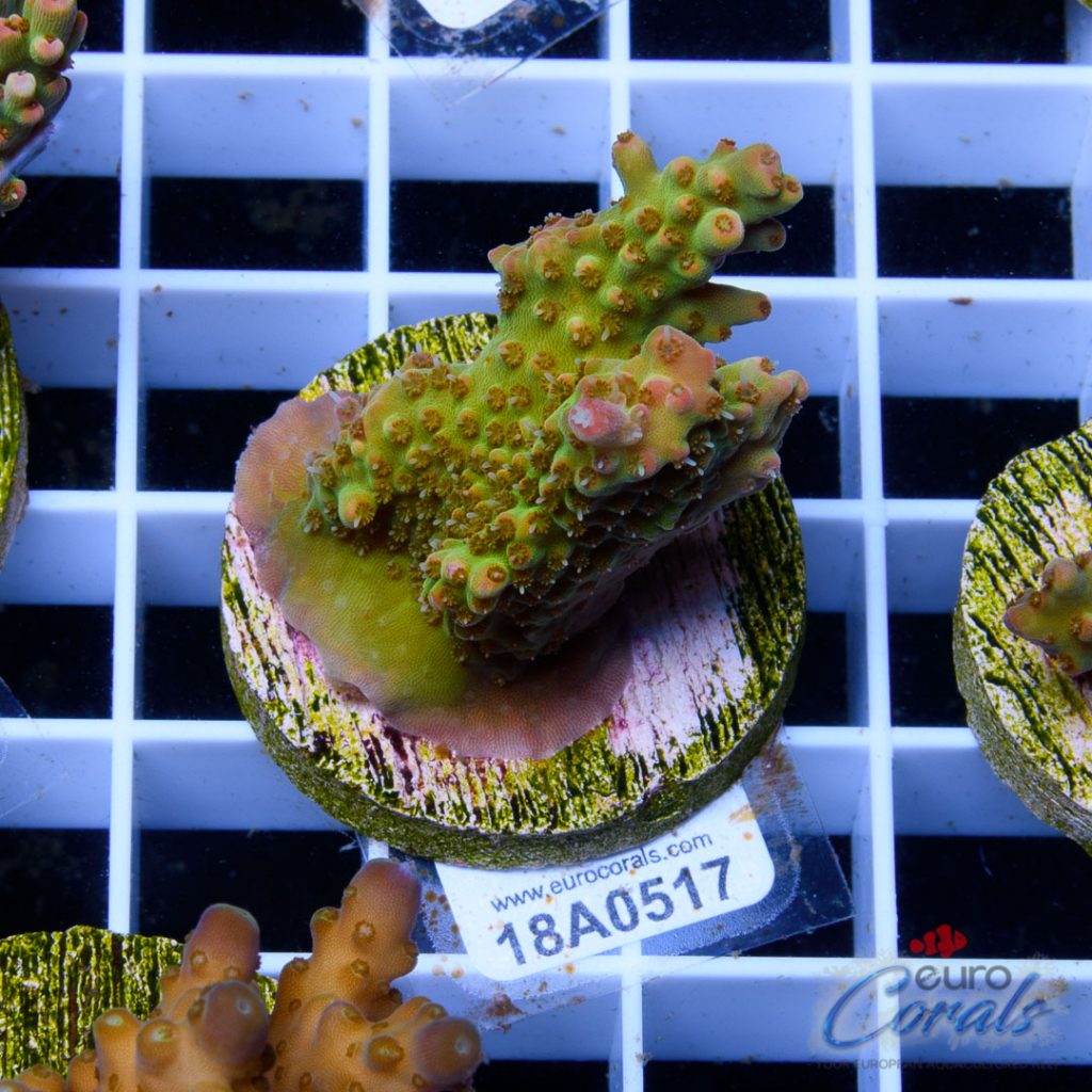 EC Heart Of The Sea