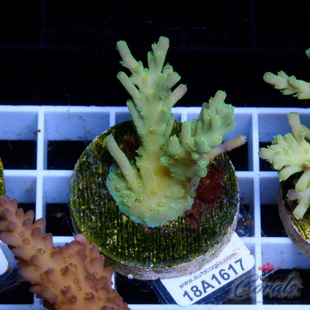 EC Blue Octopus Acro