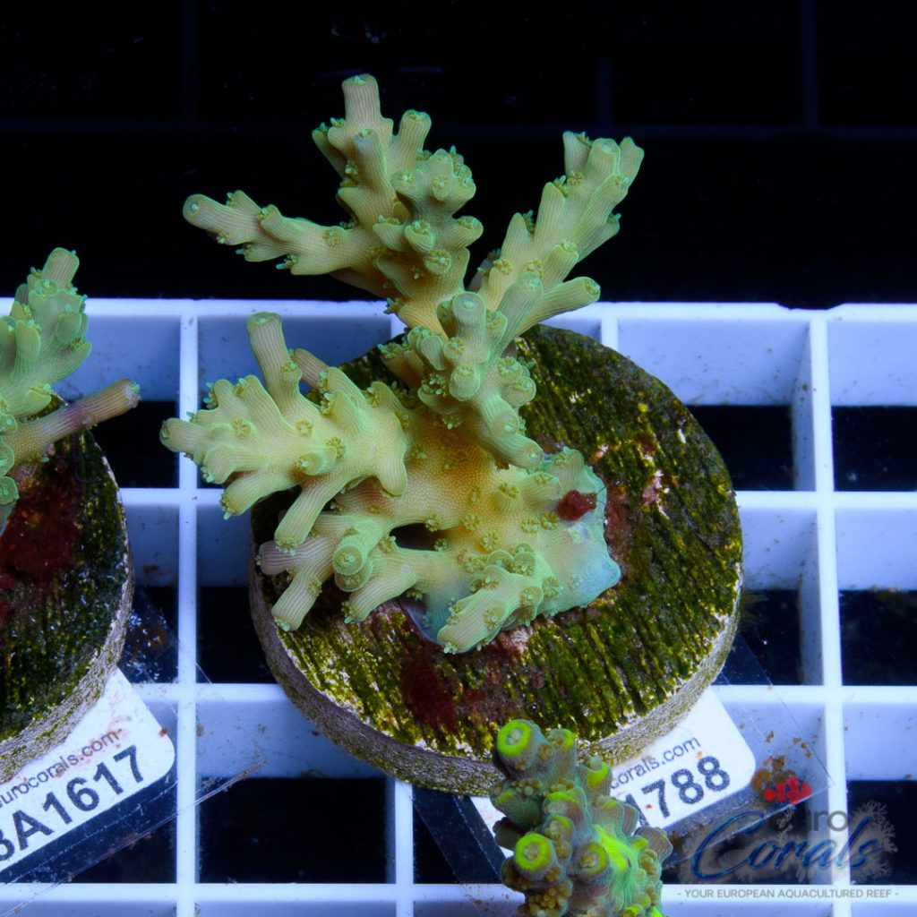 Ultra Premium Acropora Frag Pack - Image 2