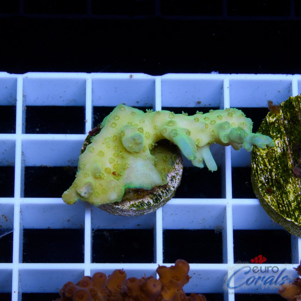 EC Blue Octopus Acro