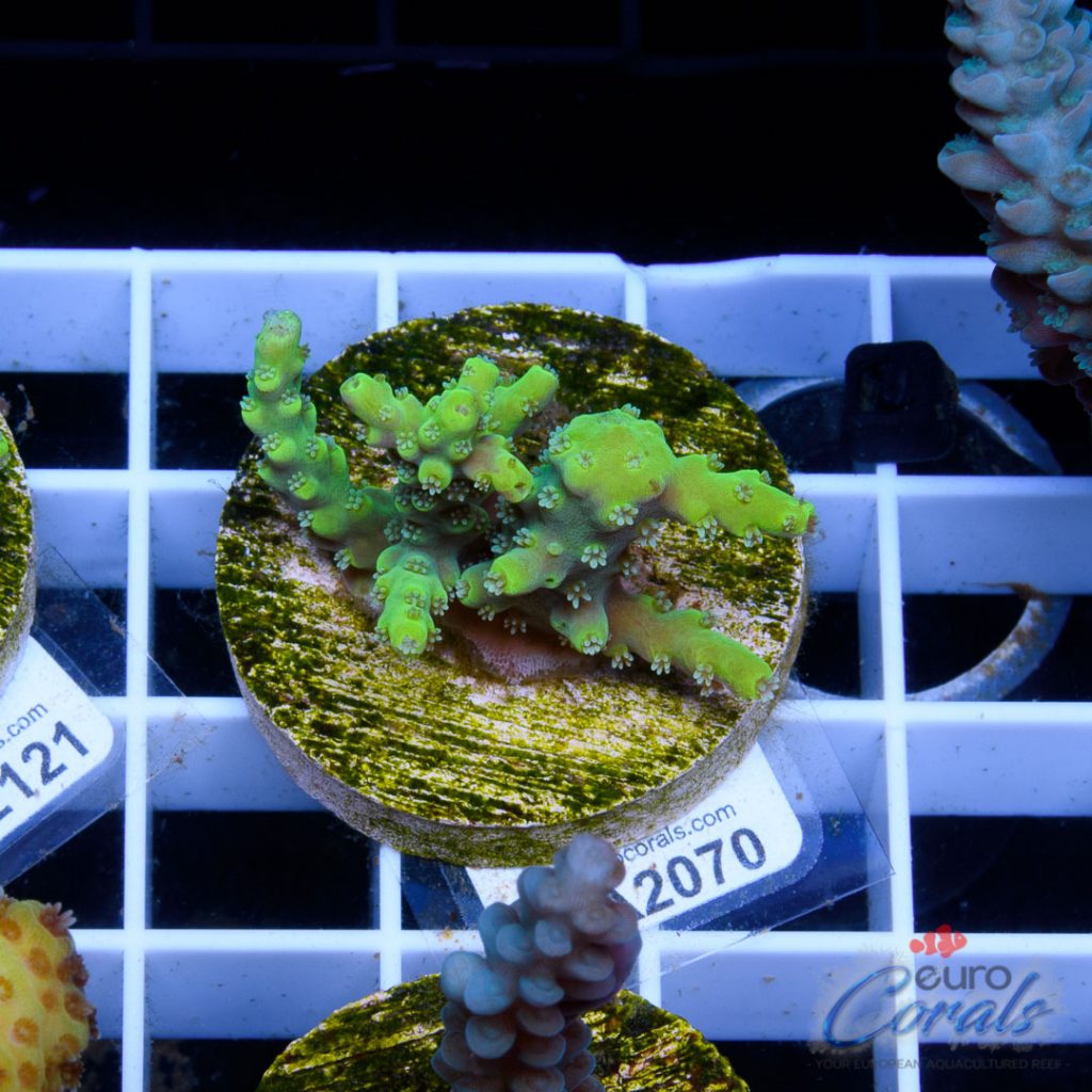 Ultra Premium Acropora Frag Pack - Image 2