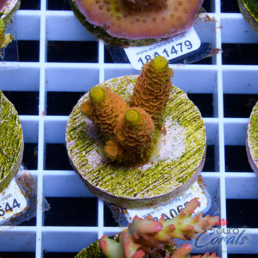 EC Barsoom Acro LIMITED