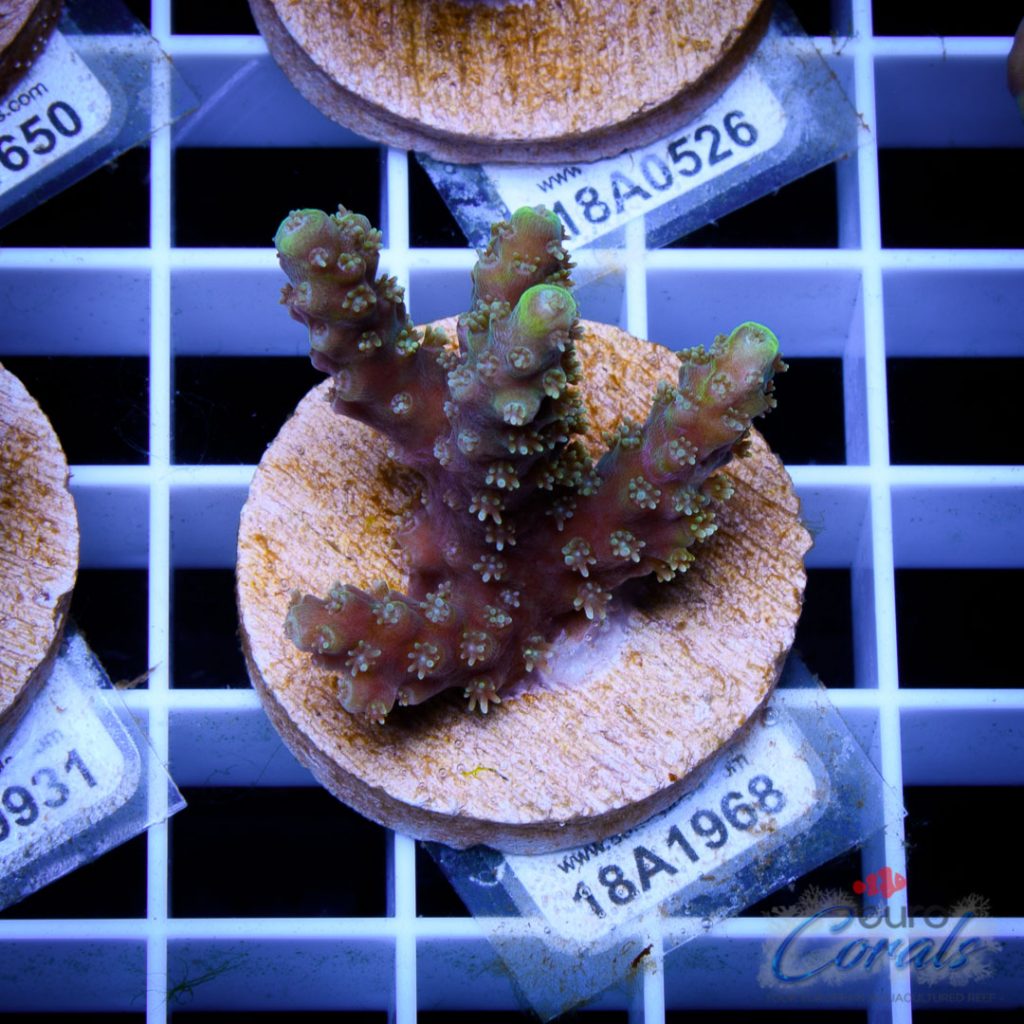 EC Star Acro