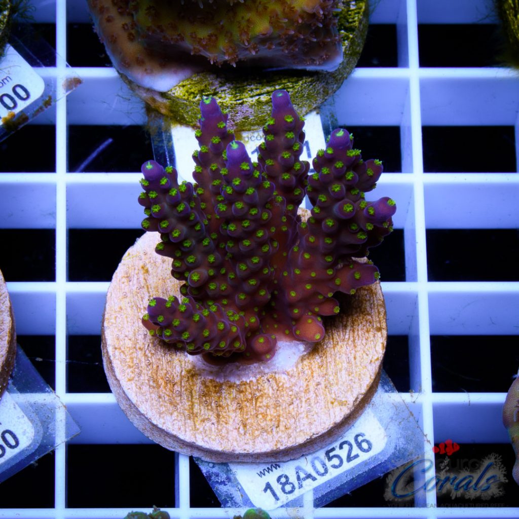 EC Tri-color Acro