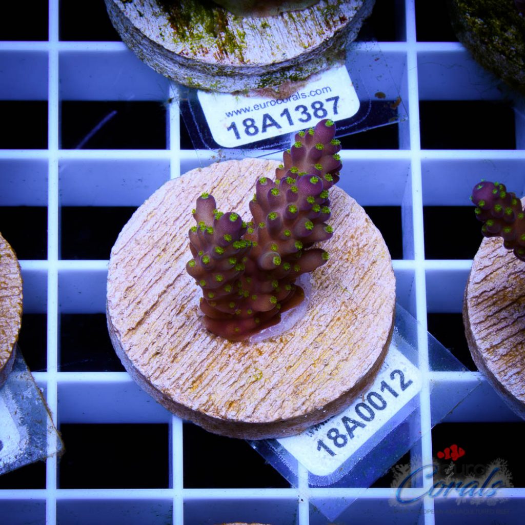 EC Tri-color Acro